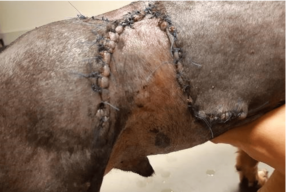 Een close-up van de poot van een hond.