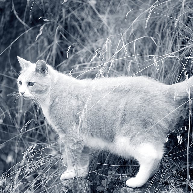 Een kat die zich op een rots bevindt.