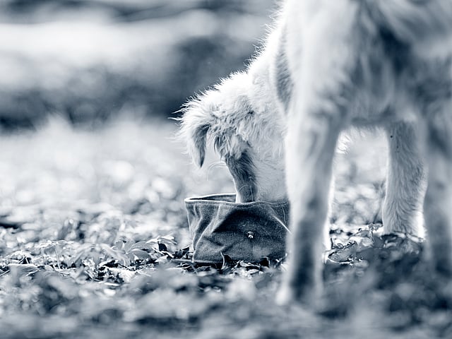 Een hond die uit een kom eet.