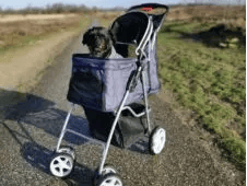 Een hond die in een kinderwagen zit.