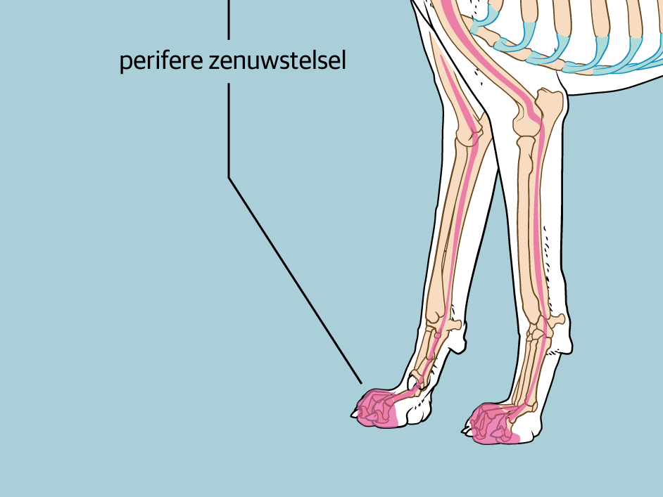 Een diagram van een hond.