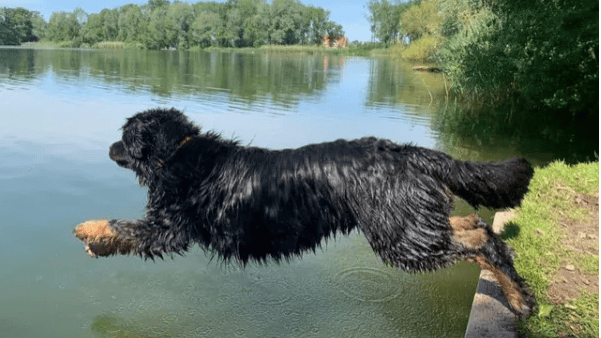 Een hond die in een watermassa springt.