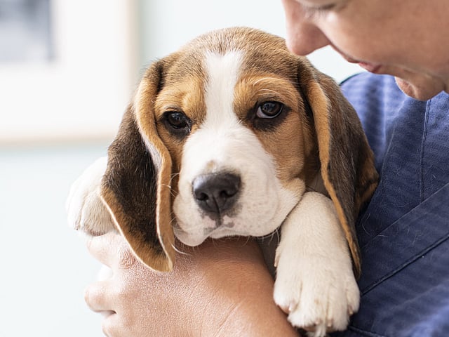 Een persoon die een hond vasthoudt.