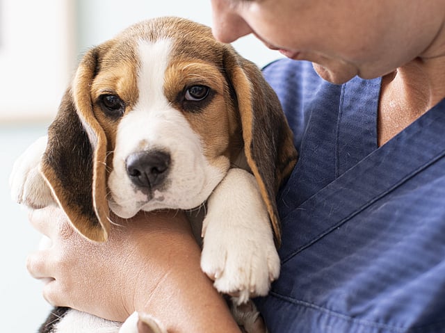 Een persoon die een hond vasthoudt.