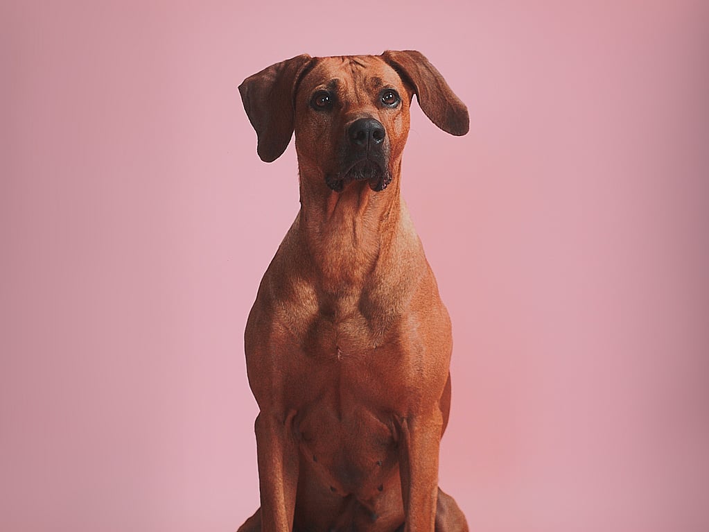 Een hond zittend op een roze achtergrond.