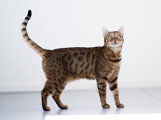 Een kat die zich op een wit oppervlak bevindt.