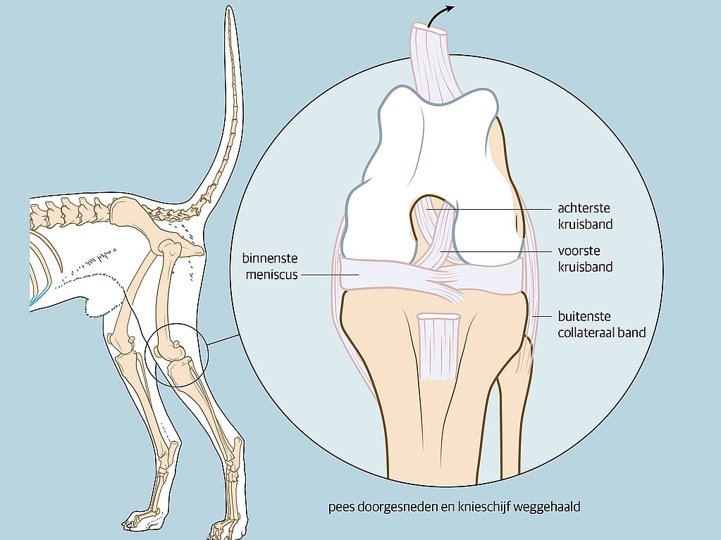 Een diagram van het bot van een hond.