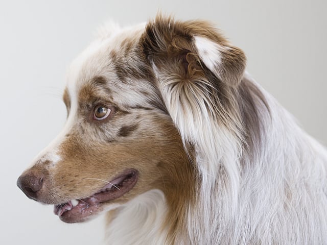 Een persoon die een hond bekijkt.