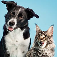Een hond en een kat die camera bekijken.