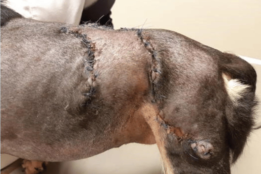 Een close-up van de poot van een hond.