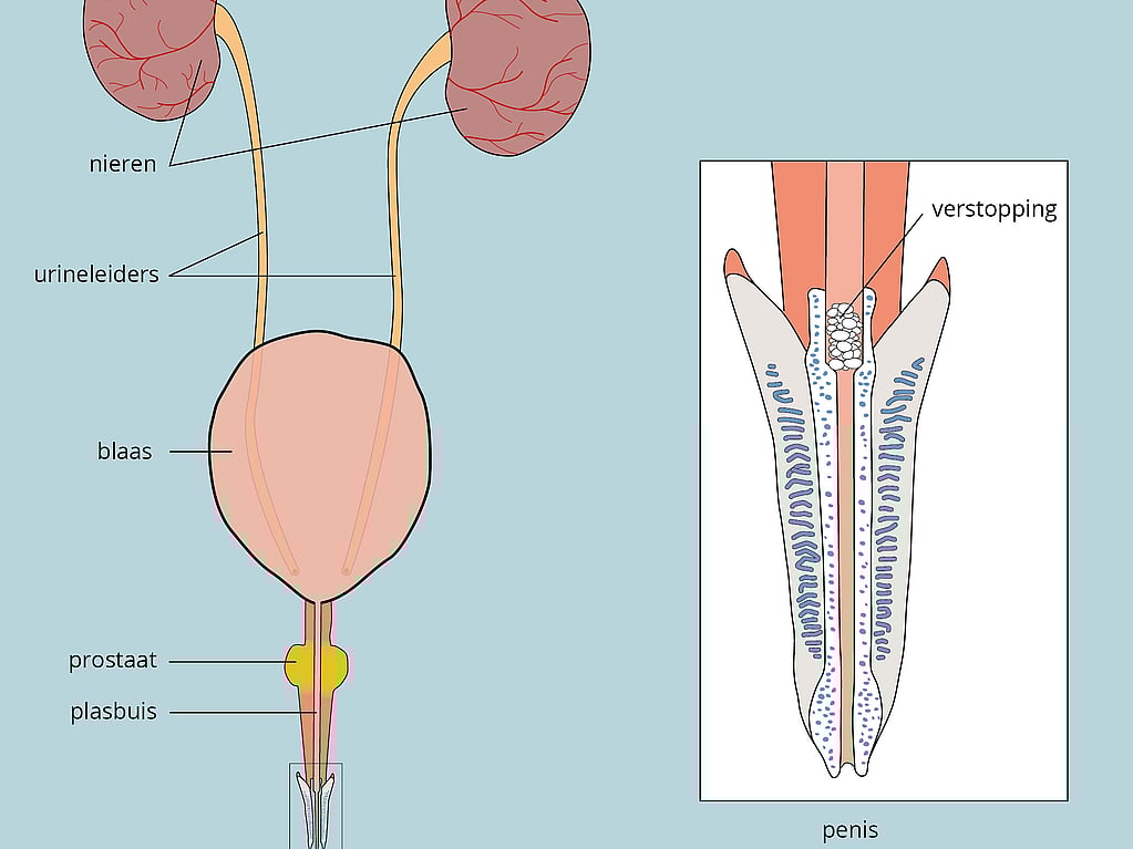 Diagram van een diagram van een menselijk lichaam.