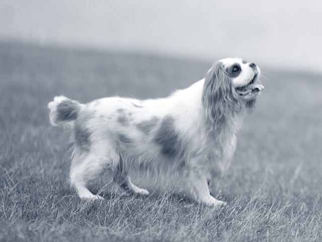 Een kind dat met een hond loopt.