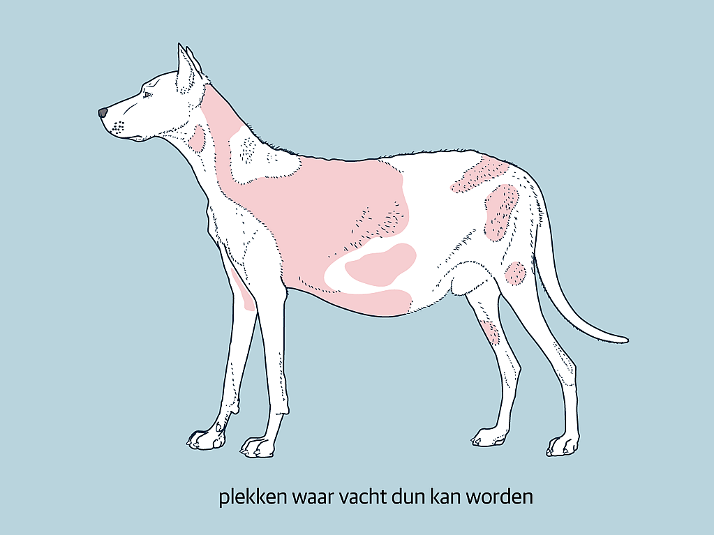 Een hond met roze vlekken.