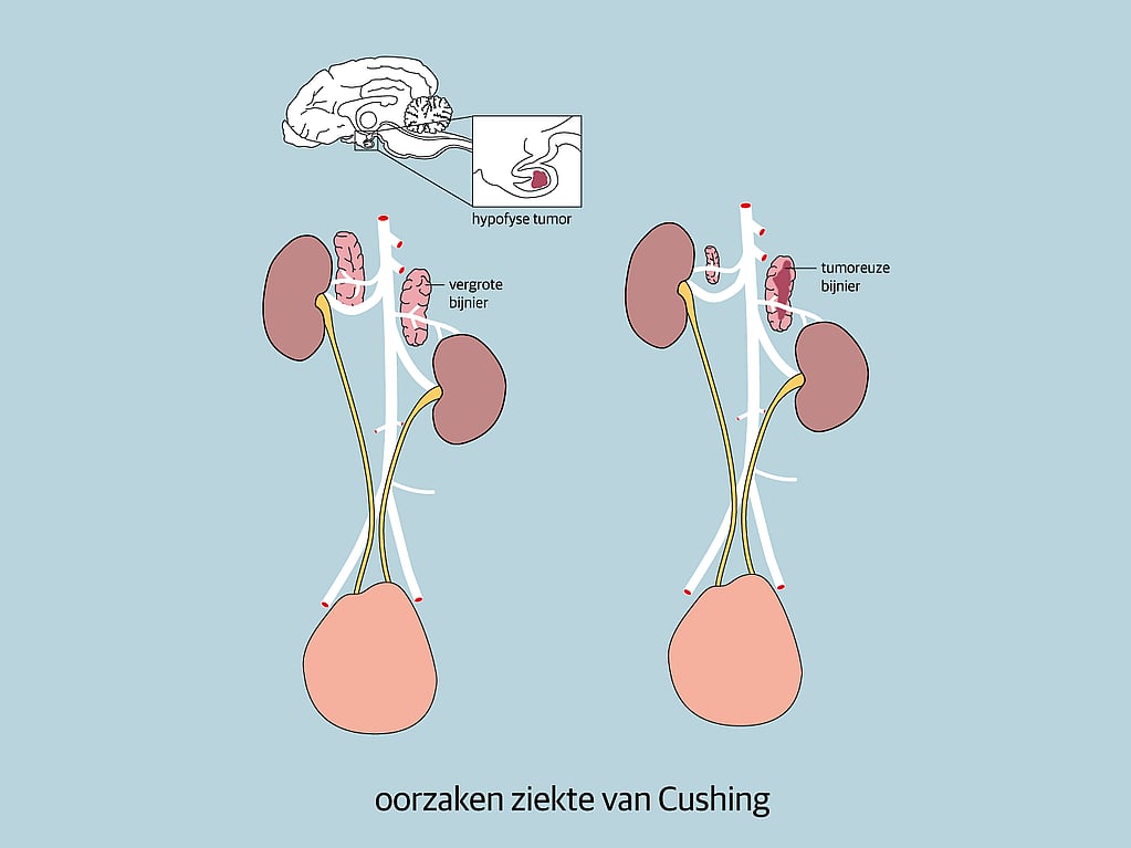 Een diagram van de inwendige organen van de nieren.