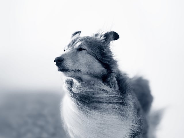 Een hond met zijn kop omhoog.