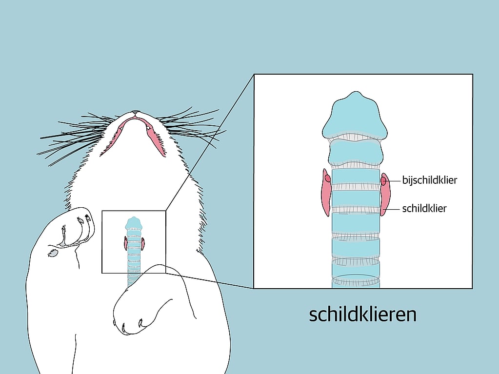 Een konijn met een blauwe achtergrond.