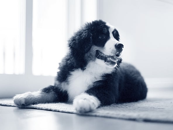Een hond liggend op een kleed.