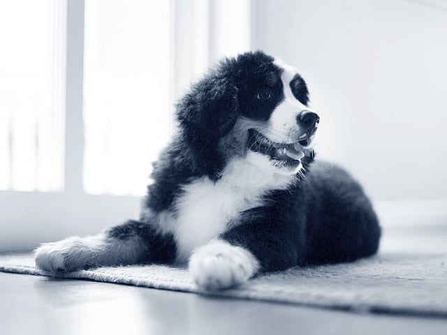 Een hond liggend op een kleed.