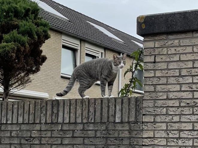 Een kat op een bakstenen muur met MetLife Building op de achtergrond.