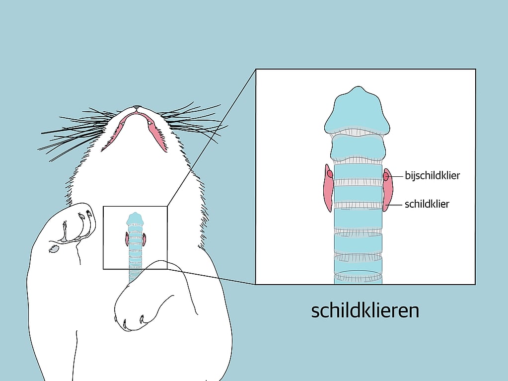 Een konijn met een blauwe achtergrond.