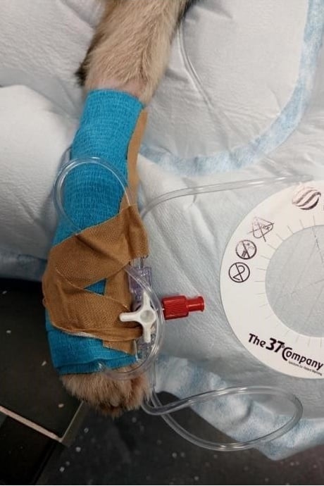 Een kat met een verbonden been op een bed.