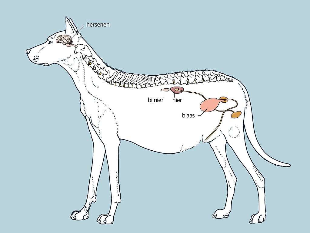 Een tekening van een hond.