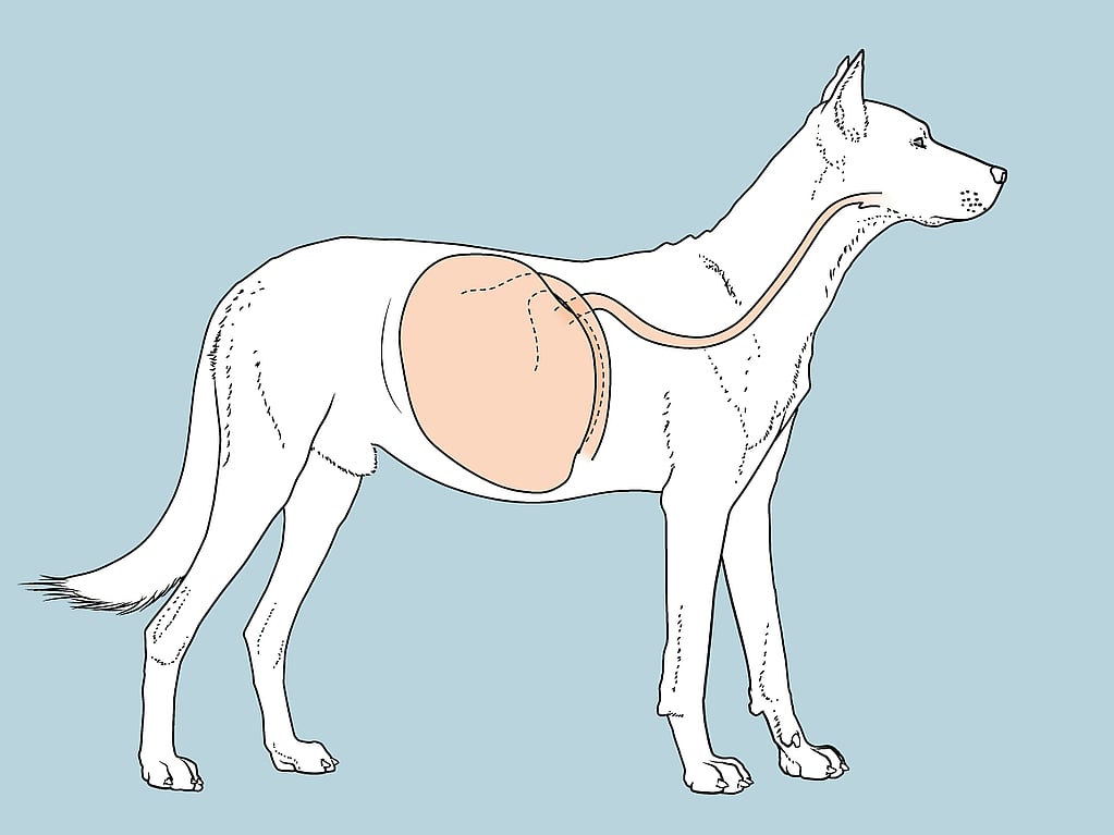 Een hond met een dikke buik.