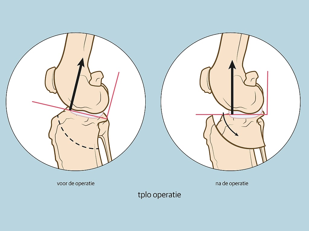 Een diagram van een bot.