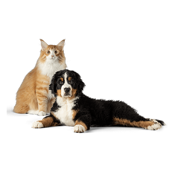 Een kat en een hond die camera bekijken.