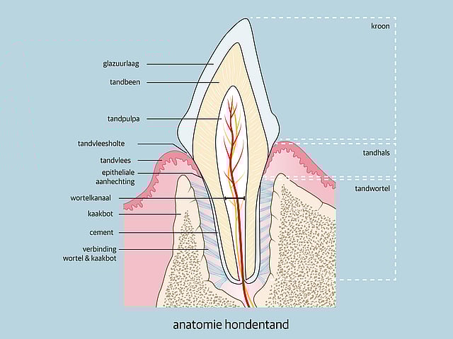 Een diagram van een tand.