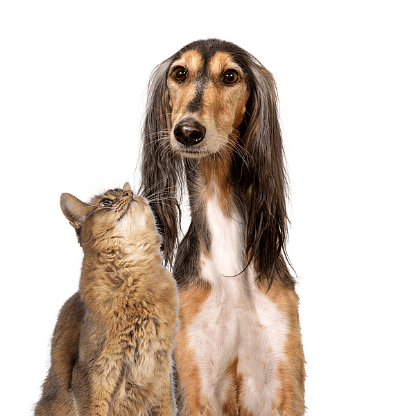 Hond en kat