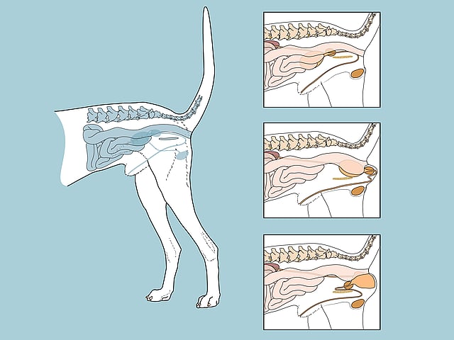 Een diagram van het lichaam van een hond.