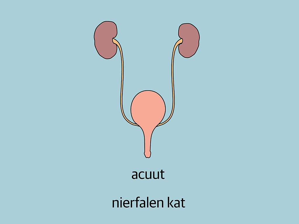 Een diagram van een urinewegstelsel.