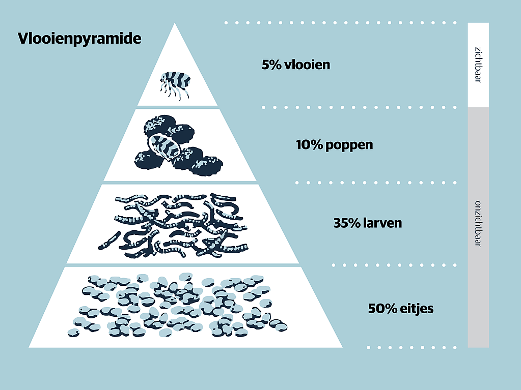 Een diagram van een voedselpiramide.