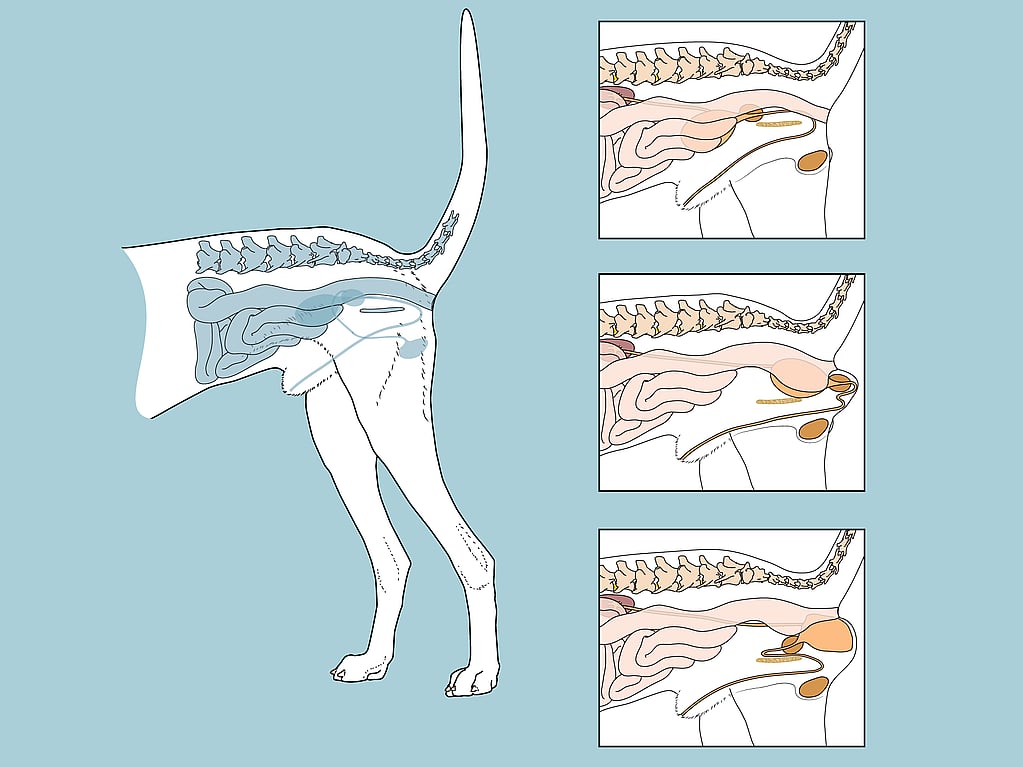 Een diagram van het lichaam van een hond.
