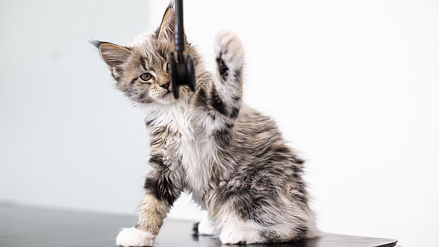 Kitten speelt