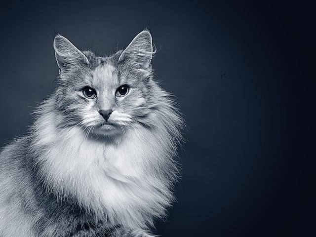 Een kat met pluizig haar.