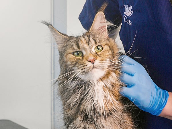 Een kat die door een dierenarts wordt onderzocht.
