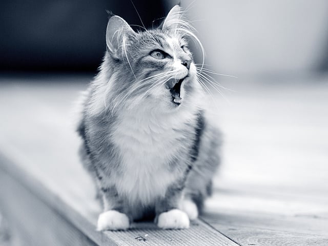 Een kat zittend op een houten oppervlak.