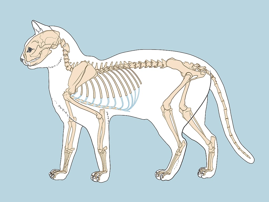 Een diagram van de kattenanatomie van een kat.