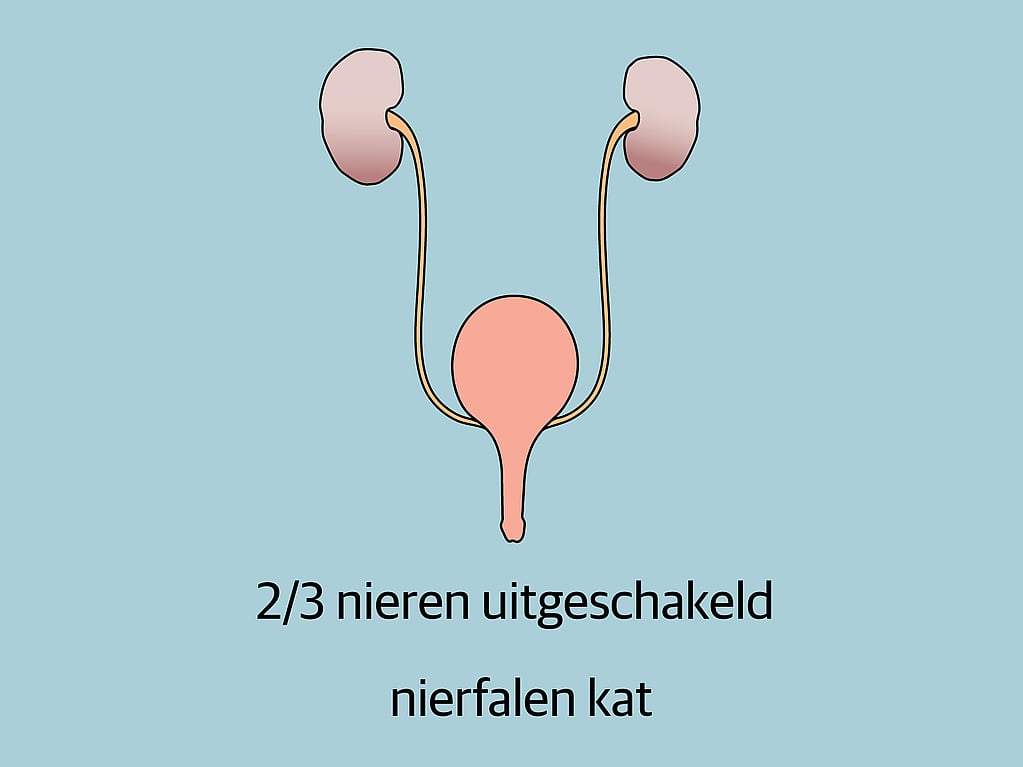 Een diagram van een urinewegstelsel.