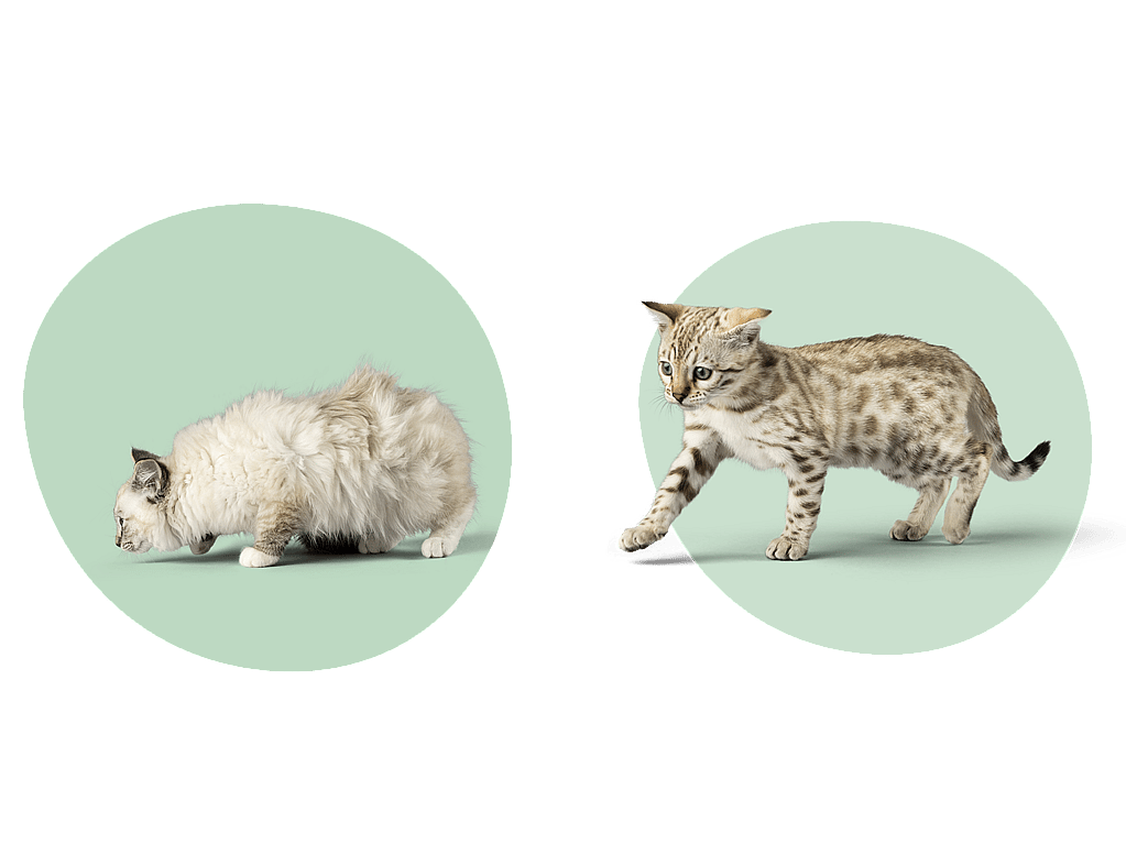 Een kat en een kat in een cirkel.