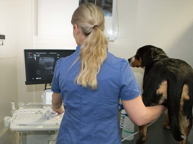 Een persoon met een hond die een computer bekijkt.