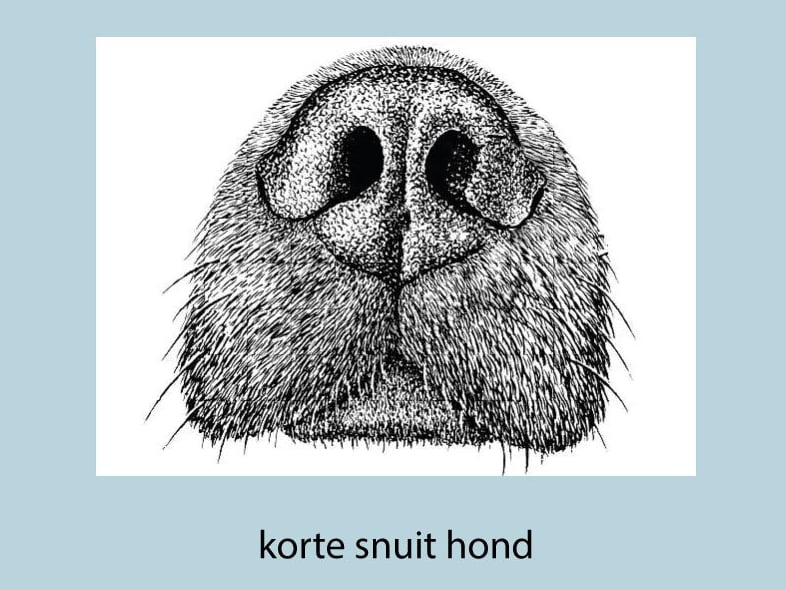 Een close-up van de neus van een hond.