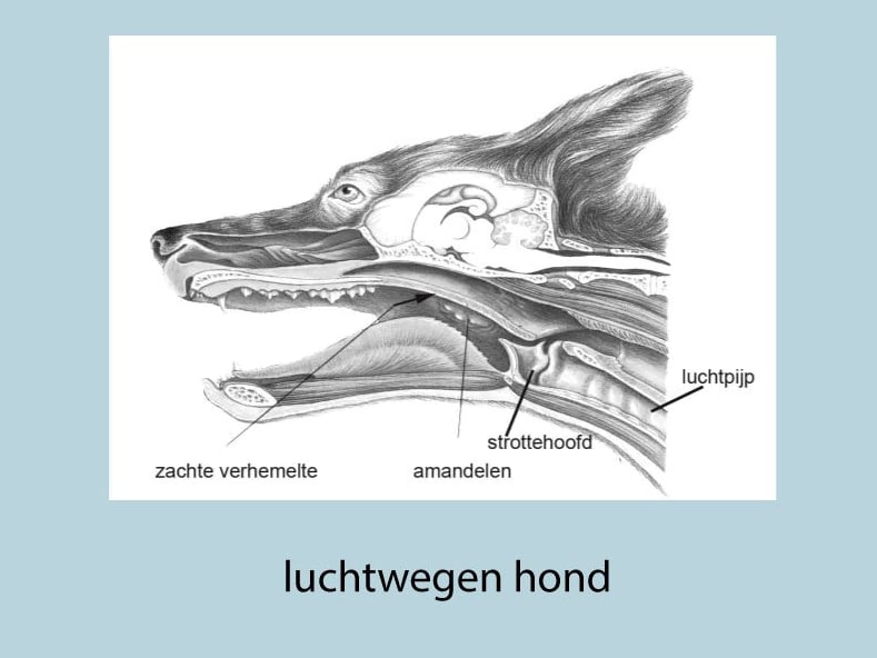 Een tekening van een hondenkop.