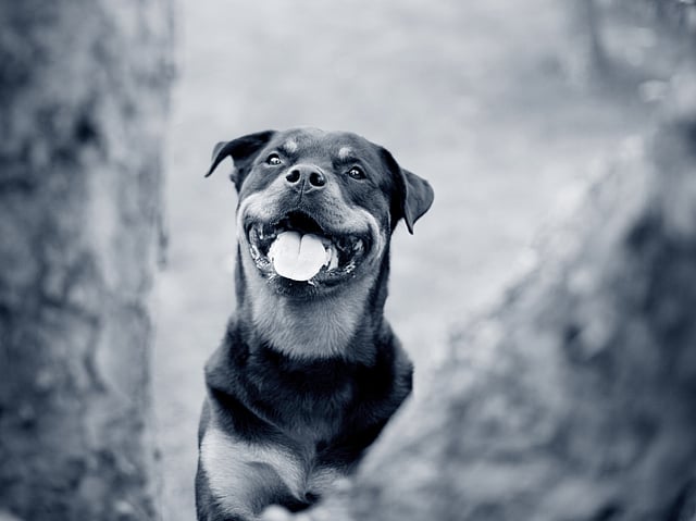 Een hond met zijn tong uit.