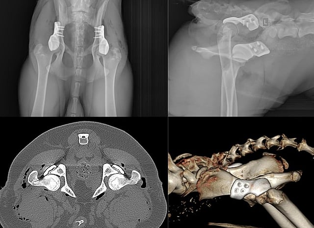 3D HIP
