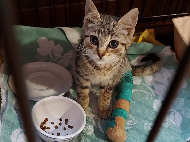 Een kat zittend op een deken met voedsel in een kom.