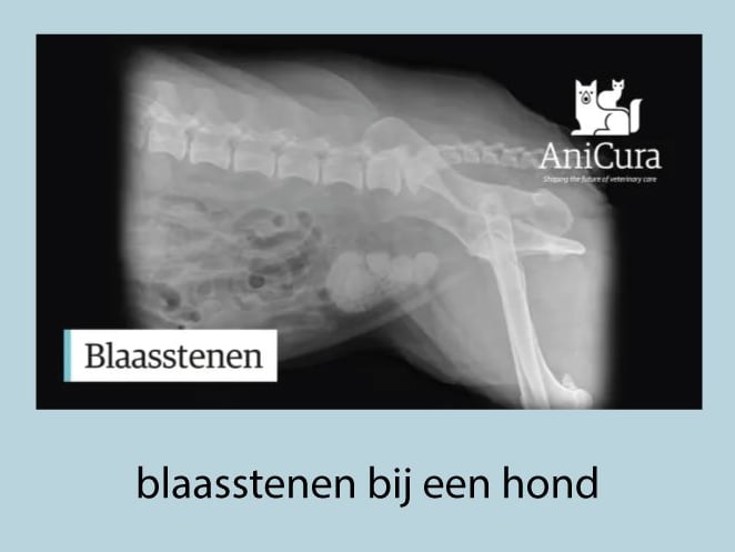 Een röntgenfoto van een hond.