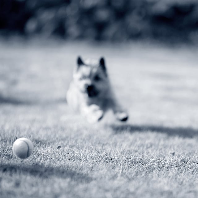 Een hond die in het gras rent.